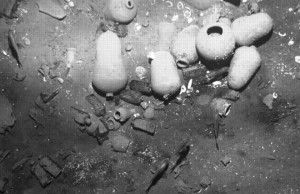 ¿A quién pertenecen los tesoros del Galeón San José?